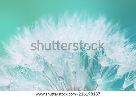 Tender White Dandelion seed with water drops  - soft and light background