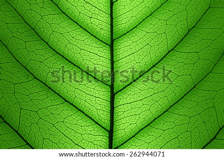Green Leaf cell structure background - macro shot, texture