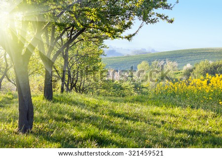 Sunny Countryside landscape at the morning - Flowering trees, green grass and beautiful valley panorama, spring