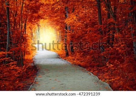 Fantastic Autumn forest with path and magical light, fall fairytale landscape