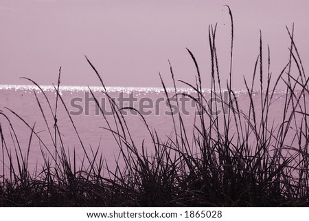 Landscape. Silhouettes of a grass on a background of sea sparks Photo in pink - violet colour. Mood of rest and rest. Well approaches for a background or decorative design.
