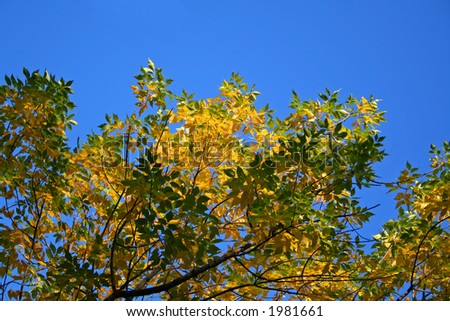 Beginning of autumn. The light-blue sky and gold on trees