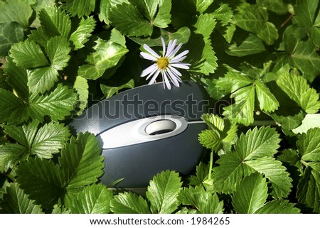The computer mouse in a green grass. Has left to breathe by a nature