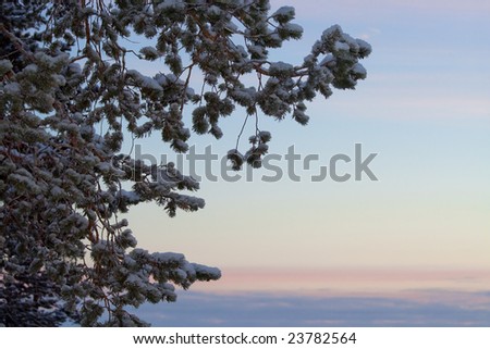 winter sunrise landscape / snow and sky / with copy space for text