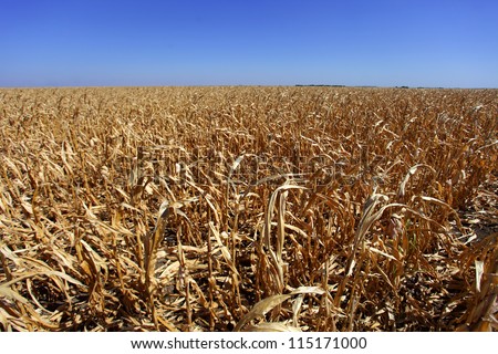 Corn field in Serbia in bad shape affected by drought