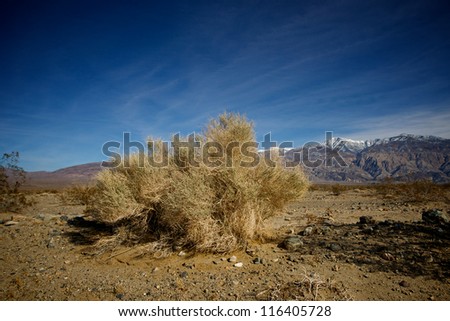 A large patch of creosote grows along the bottom of California\'s Death Valley National Park.