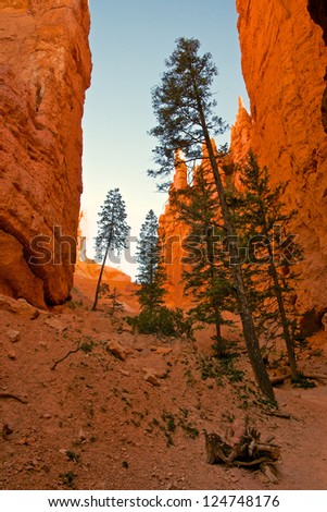 Tall pine trees rise out of deep canyons in the depths of Bryce Canyon National Park.