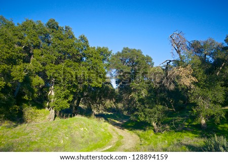 Dirt path winds into the woods along a southern California hillside.