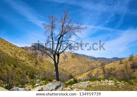 Lone burned tree stands in the mountains of Sequoia National Forest.