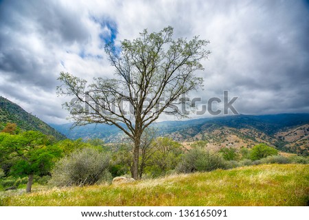Tree stands in a meadow in Sequoia National Forest.