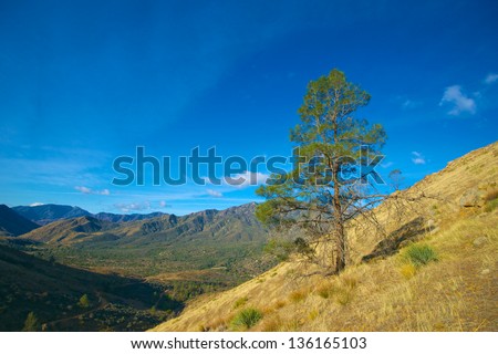 Pine tree grows on a bare hillside in Sequoia National Forest.