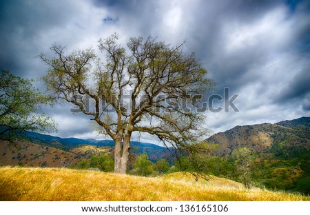Trees grow on the edge of a meadow in Sequoia National Forest.