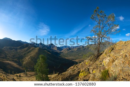 Panoramic view of a tree growing on a steep hillside in Sequoia National Forest