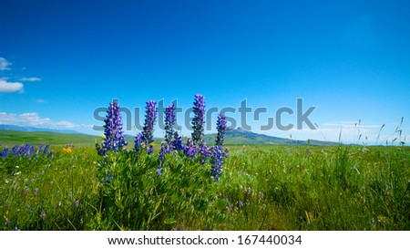 Lupine grows in an open field with a single mountain in the background near Cody, Wyoming