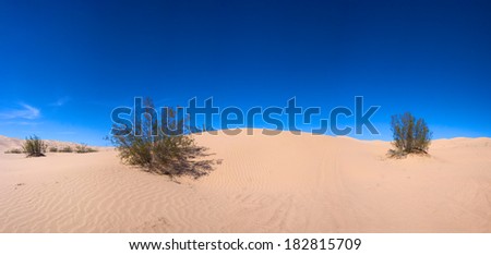 Desert foliage clings to the side of sand dunes in southern California desert.
