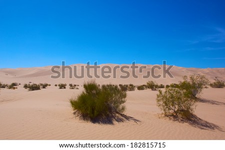 Scrub brush scattered across the floor of the desert with dunes stretching into the distance.