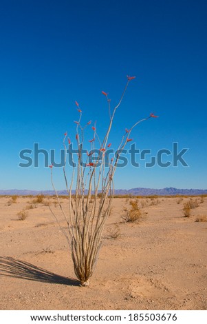 Desert Ocotillo plant stands out above the sand of the California desert.
