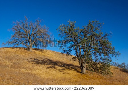 Two oak trees cast shadows in the setting sun on a California hillside in the evening.