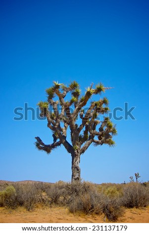 Large Joshua tree stands tall in the vast Mojave desert of southern California.