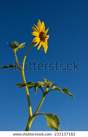 Profile of a golden sunflower in isolation against a blue California sky.