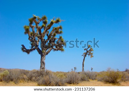 Tall Joshua Trees stand above the sand floor of the Mojave Desert in southern California.