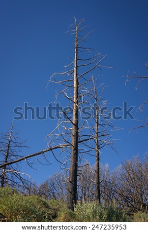 Single burned pine tree stands above the Angeles National Forest.