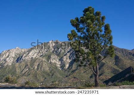Pine tree overlooks a deep valley in the San Gabriel Mountains above Los Angeles, California.