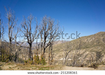 Dead trees stand above a charred valley in the San Gabriel mountains.