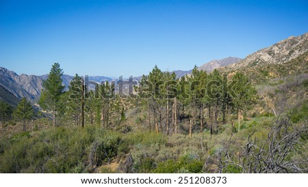 Clump of pine trees gathered in a valley of the San Gabriel mountains.