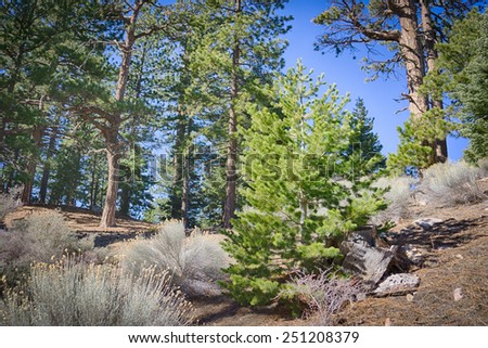 Young short pine tree growing on a southern hillside in the mountains of California.