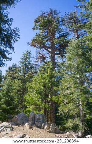 Forest of pine trees standing tall in San Gabriel mountains.