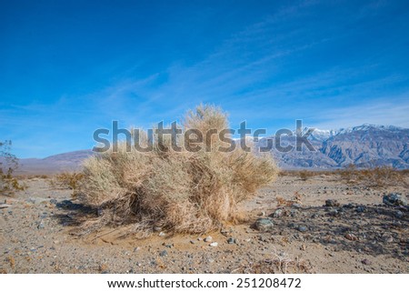 Large patch of creosote grows along the bottom of California\'s Death Valley National Park.