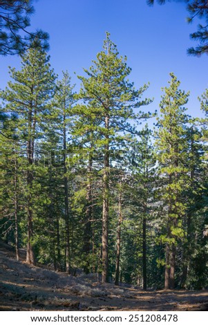 Tall green pine trees stand on a hillside in southern California\'s San Gabriel mountains.