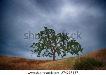 Brown grass and a green live oak tree under the gray clouds of a dark sky.