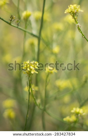 Long green stems of yellow mustard plants wave in warm breeze.
