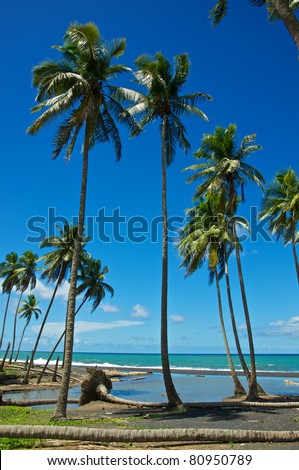A cluster of tall palm trees stand above the shore on a summer afternoon.