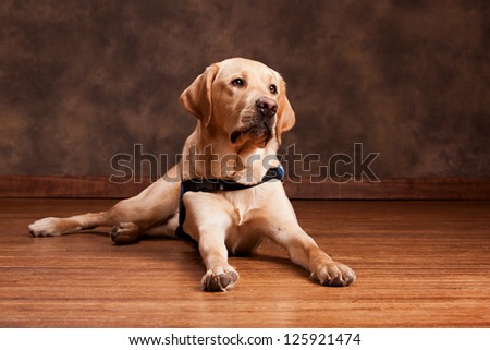Golden Labrador laying on a wood floor.