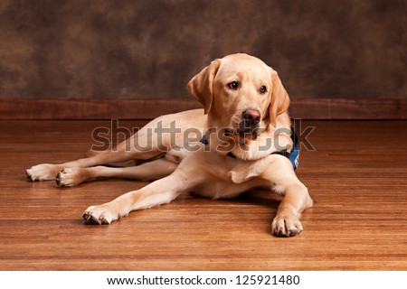Golden Labrador laying on a wood floor.