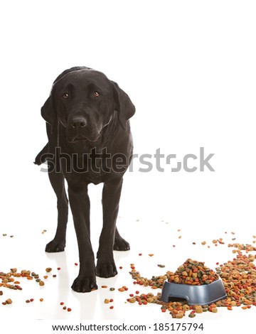 Adorable black lab puppy standing in the middle of a pile of dog food.  Room for your text.
