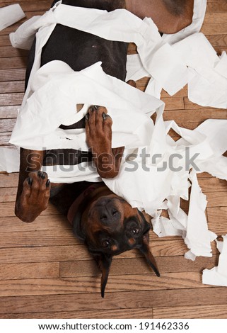 Doberman rolling around in toilet paper and making a mess.
