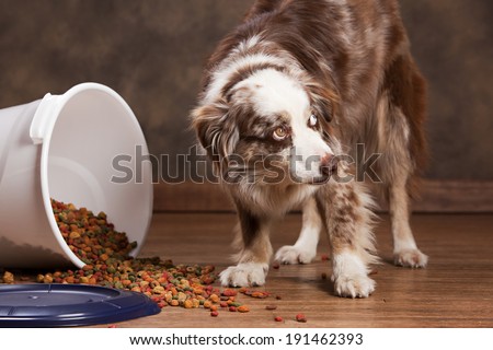Australian shepherd next to a spilled tub of dog food.