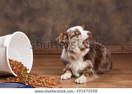 Australian husky next to a spilled tub of dog food.