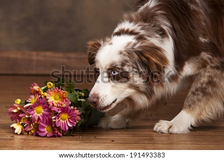 Naughty dog!  Australian shepherd looking at a pot of flowers on the floor.