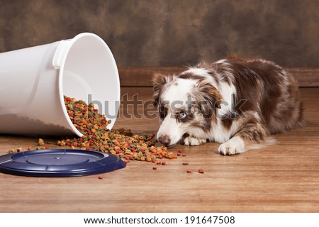 Australian shepherd eating from a spilled tub of dog food.