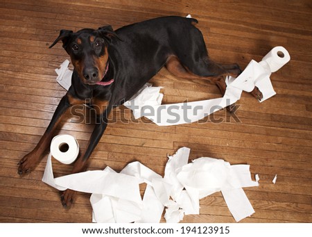 Naughty dog!  Beautiful Doberman in a pile of shredded toilet paper on a wood floor.