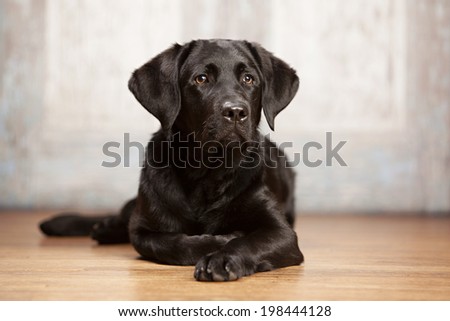 Beautiful black lab puppy lying on a wood floor.  Room for your text.