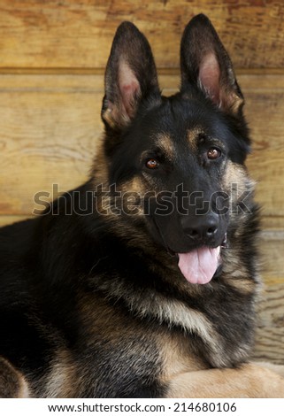 German Shepherd guide dog in training on the lying on the front porch of a home.