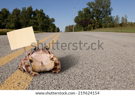 Fat toad sitting on a quiet, country road holding a cardboard sign.  Ready for your text!