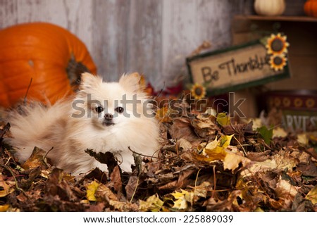 Adorable Pomeranian lying in a pile of leaves with pumpkins and other fall decor in the background.