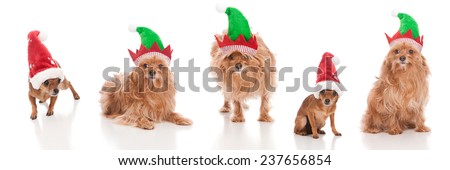 Santa Dogs and Elf Dogs.  Adorable dogs wearing elf and Santa hats.  Isolated on white.